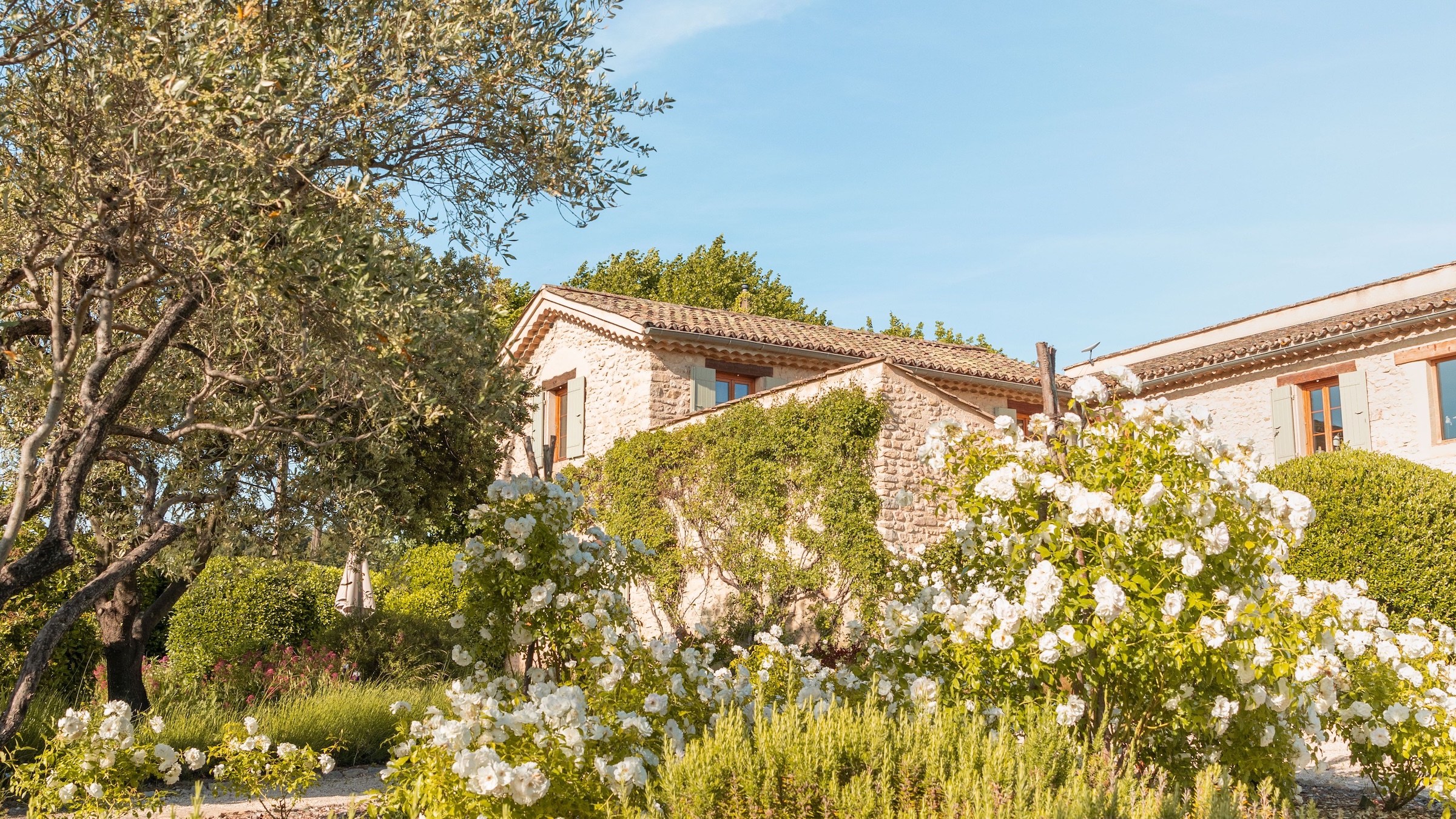 Façade en pierre vendéenne de La Maison de la Mine, entourée de rosiers blancs